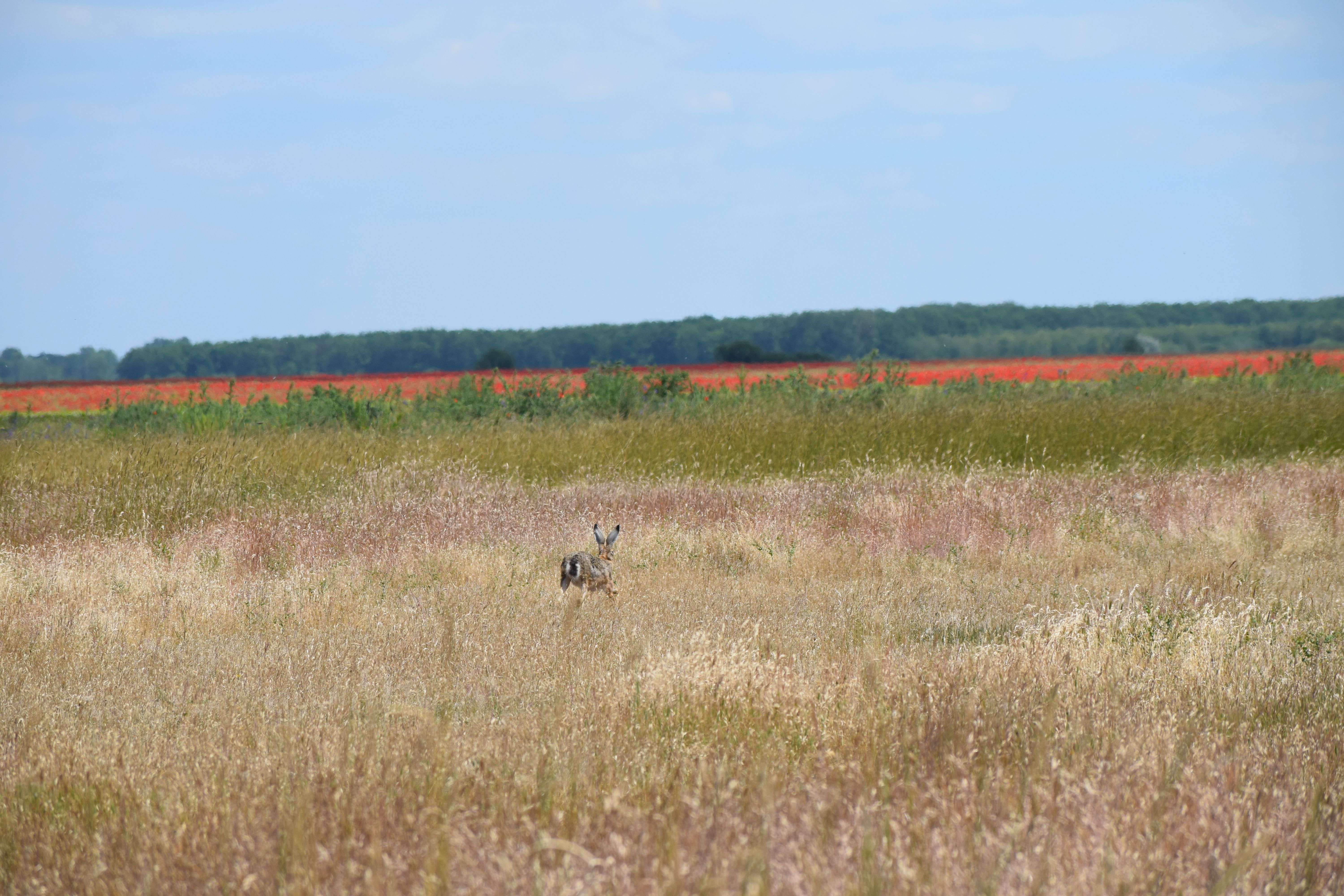 DSC_0944.JPG
