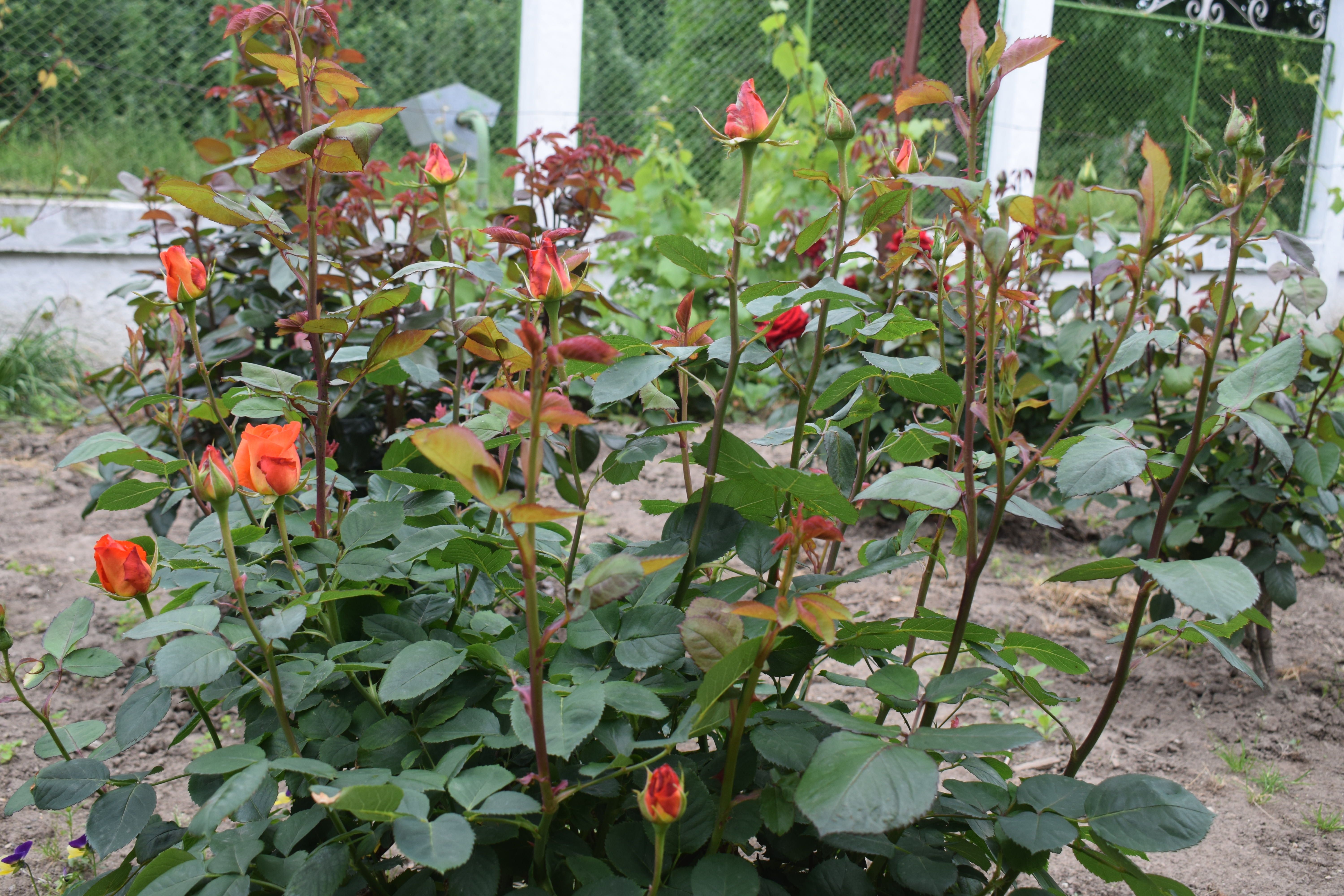 DSC_1224.jpg